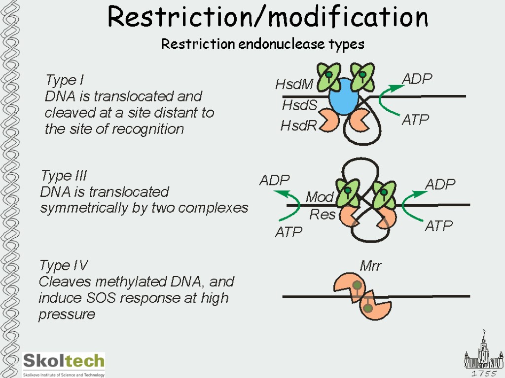 Restriction/modification Restriction endonuclease types